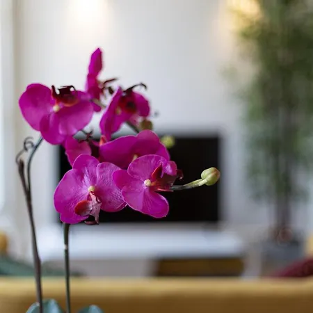 Fashion Luxury House